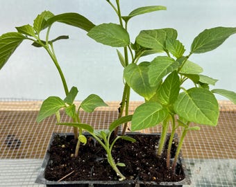 Tomatillo Live Plant - Seedlings/Plugs and Plants - 3"- 12" tall - 30-60+ days old, (ALL 3” seedlings require you to purchase 2 plants!)