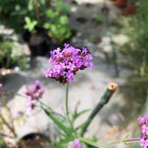 May include: Close-up of a cluster of small, vibrant purple flowers in full bloom. The flowers are on a green stem with green leaves. The background is blurred, showing other plants in pots. The image captures the beauty of nature.