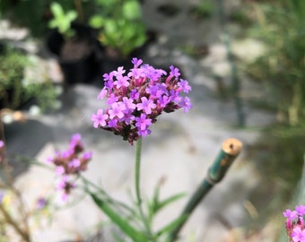 Verbena bonariensis Live Flower Plants - Seedlings/Plugs- 5"- 12" tall - 30-50 days old, Ready to transplant, Non Gmo, USA Grown
