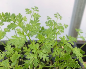 Chervil Live Plants - Seedlings/Plugs- 3"- 6" tall - 30-50 days old, Ready to transplant, Non Gmo, USA Grown