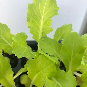 Chinese Cabbage Live Plant - Seedlings/Plugs and Plants- 3"- 12" tall- 30-60+ days old, (ALL 3” seedlings require you to purchase 2 plants!)