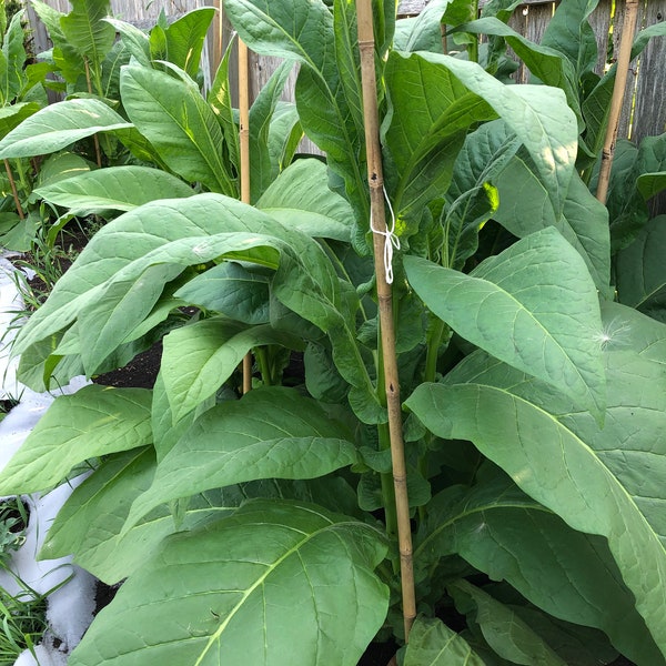 Tobacco Seeds - Habano 2000 - Herb Seeds - USA Grown - Non Gmo
