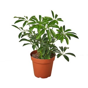 May include: A potted Schefflera plant with bright green leaves. The plant is in a terracotta-coloured plastic pot. The plant has multiple stems and a full, lush appearance. The background is plain white.