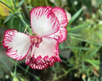 Dianthus Flower Plants - Seedlings/Plugs- 5"- 12" tall - 30-50 days old, Ready to transplant, Non Gmo, USA Grown