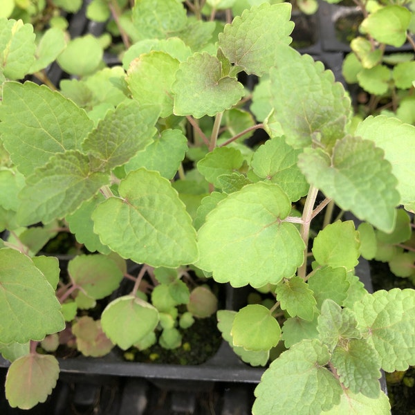 Anise Hyssop Live Plants - Seedlings/Plugs- 3"- 5" tall - 30-50 days old, Ready to transplant, Non Gmo, USA Grown