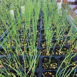 Puede incluir: Primer plano de una bandeja de pl&aacute;ntulas de cebolla verde creciendo en celdas de pl&aacute;stico negro. Las pl&aacute;ntulas est&aacute;n en diferentes etapas de crecimiento, algunas m&aacute;s altas que otras. La bandeja est&aacute; llena de un medio marr&oacute;n similar a la tierra.