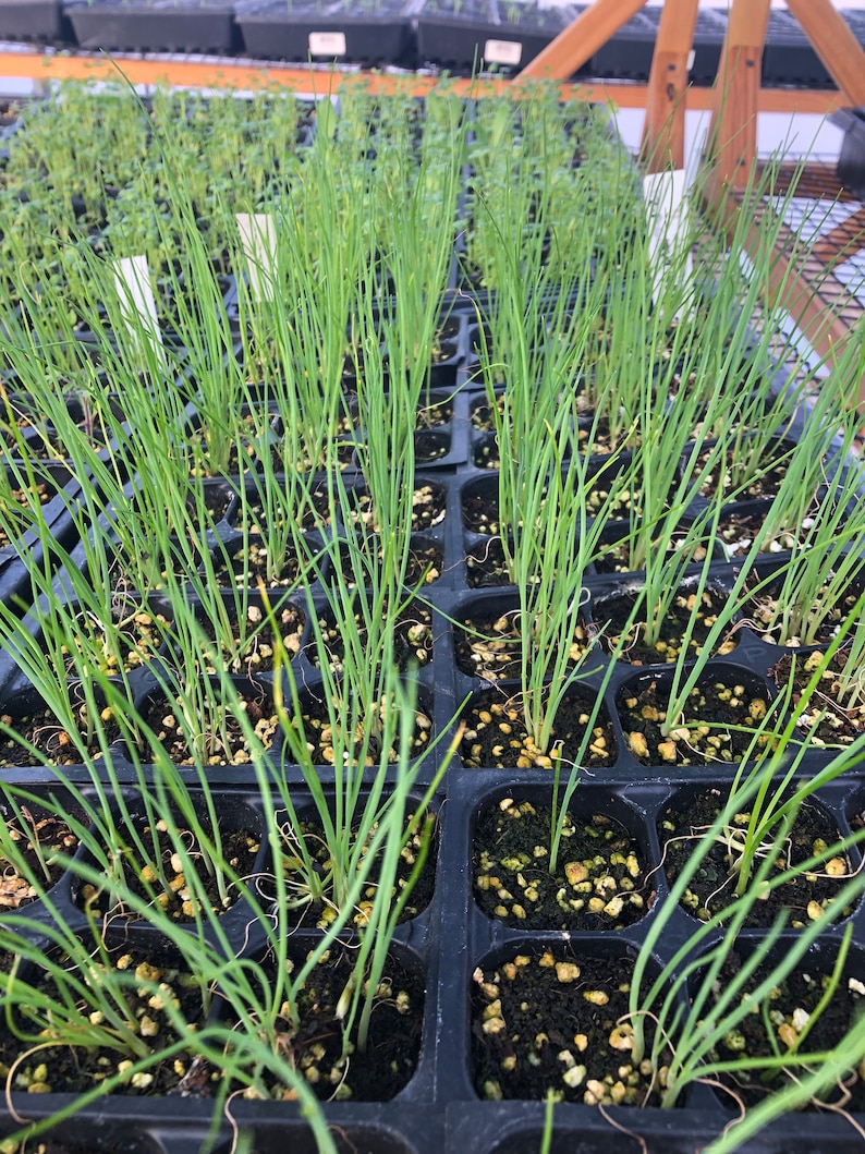 Puede incluir: Primer plano de una bandeja de pl&aacute;ntulas de cebolla verde creciendo en celdas de pl&aacute;stico negro. Las pl&aacute;ntulas est&aacute;n en diferentes etapas de crecimiento, algunas m&aacute;s altas que otras. La bandeja est&aacute; llena de un medio marr&oacute;n similar a la tierra.