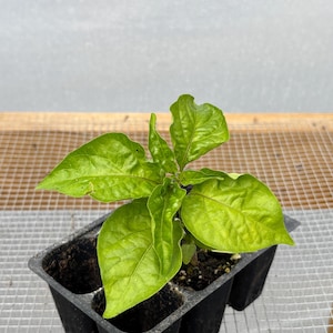 May include: A young pepper plant with vibrant green leaves is shown in a black plastic seedling tray. The plant has several large, textured leaves and is set against a neutral background, suggesting a greenhouse or indoor setting.