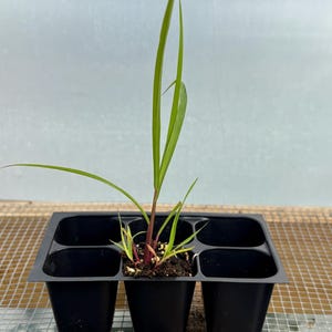 Lemon Grass Live Plant - Seedlings/Plugs and Plants - 3"- 12" tall - 30-60+ days old, (ALL 3” seedlings require you to purchase 2 plants!) image 1