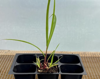 Lemon Grass Live Plant - Seedlings/Plugs and Plants - 3"- 12" tall - 30-60+ days old, (ALL 3” seedlings require you to purchase 2 plants!)