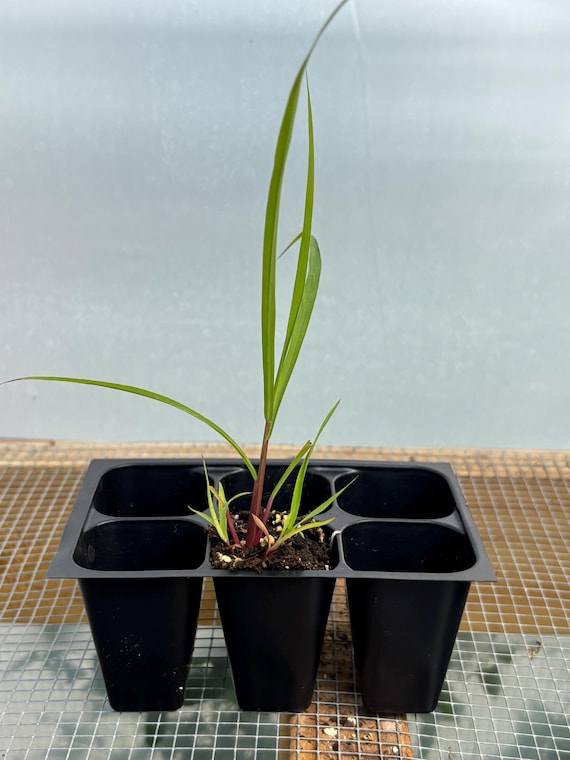 Lemon Grass Live Plant - Seedlings/Plugs and Plants - 3"- 12" tall - 30-60+ days old, (ALL 3” seedlings require you to purchase 2 plants!)
