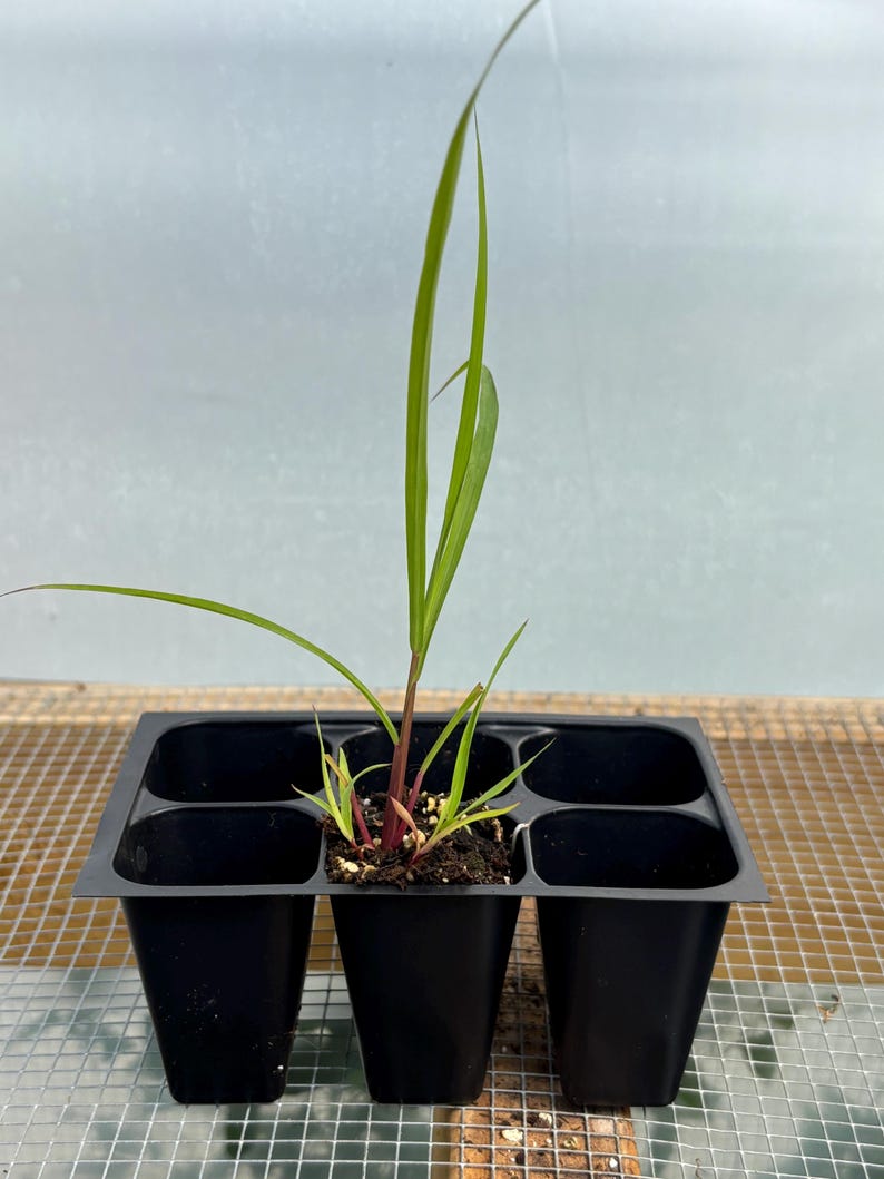 Lemon Grass Live Plant - Seedlings/Plugs and Plants - 3"- 12" tall - 30-60+ days old, (ALL 3” seedlings require you to purchase 2 plants!) image 1