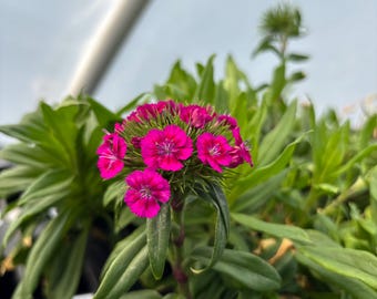 Plantas de flor de clavel silvestre - Plántulas/plantones - 12-30 cm de alto - 30-50 días de edad, listas para trasplantar, sin OMG, cultivadas en EE. UU.