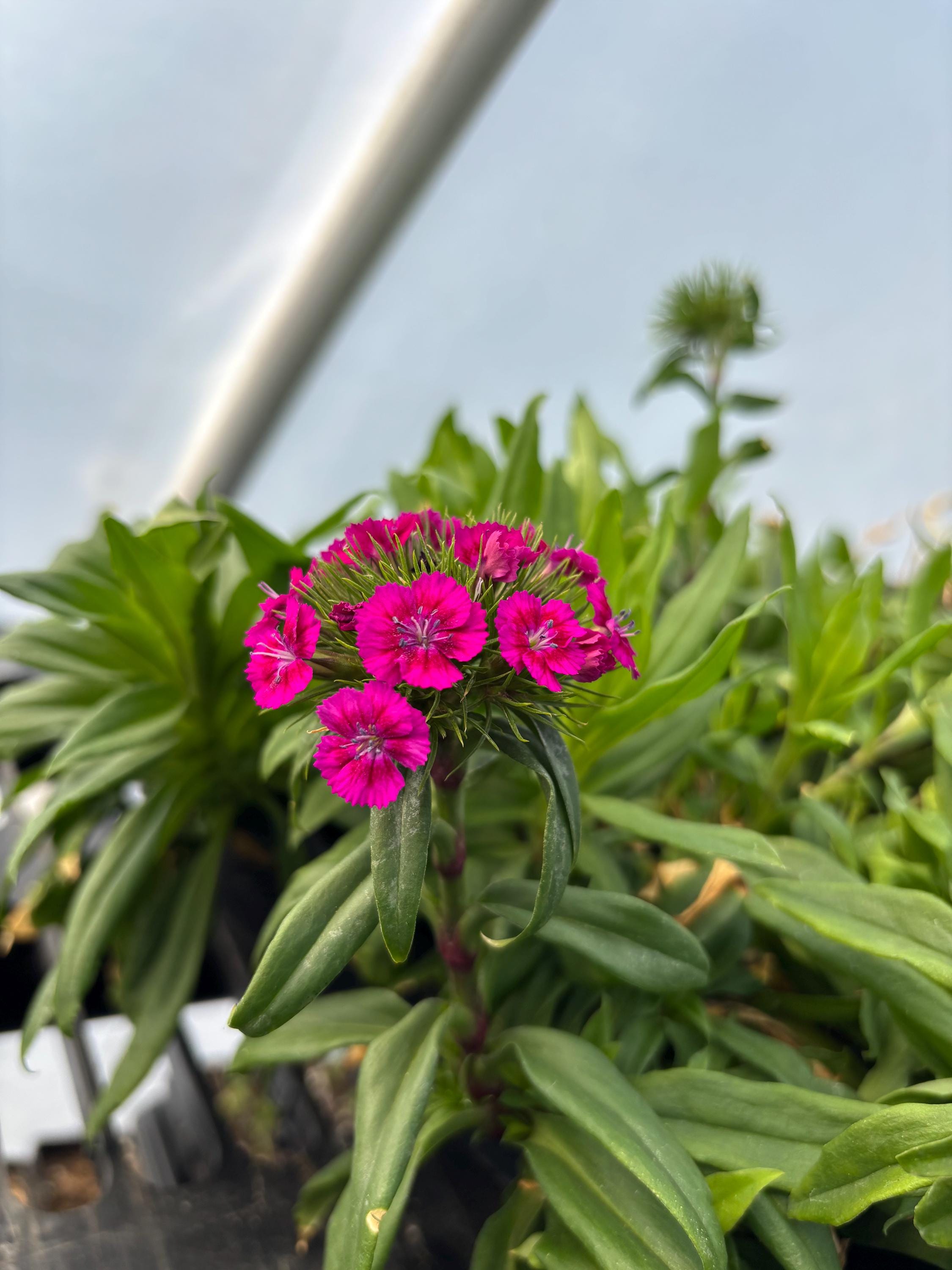 Sweet William Live Flower Plants - Seedlings/plugs- 5
