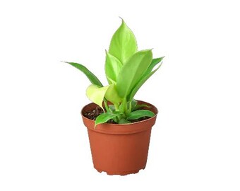 wood planter stand indoor 6-Tier Wood Plant Stand