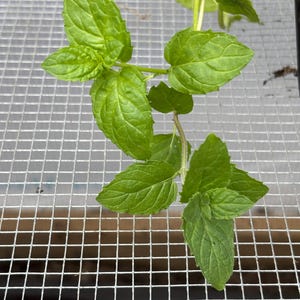 Mint Plant Seedling: Peppermint or Spearmint, USA Grown image 4