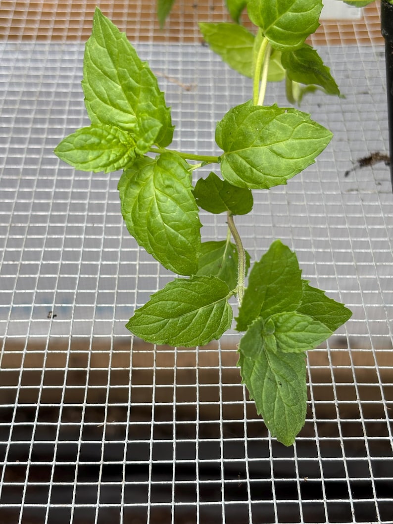 Mint Plant Seedling: Peppermint or Spearmint, USA Grown image 4