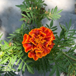 Marigold Live Plants - Seedlings/Plugs- 3"- 6" tall - 30-50 days old, Ready to transplant, Non Gmo, USA Grown