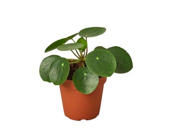 Pilea Peperomioides 'Chinese Money'