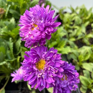 China Aster Live Plant Seedlings: USA Grown, Non-GMO Tower Violet
