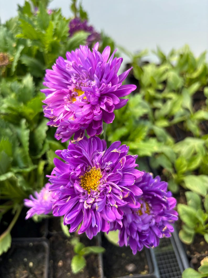 China Aster Live Plant Seedlings: USA Grown, Non-GMO Tower Violet