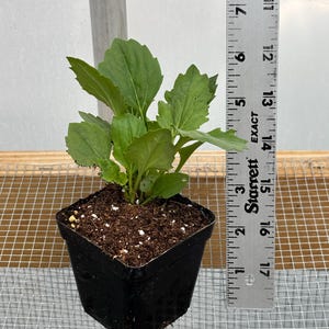 China Aster Live Plant Seedlings: USA Grown, Non-GMO Bild 2