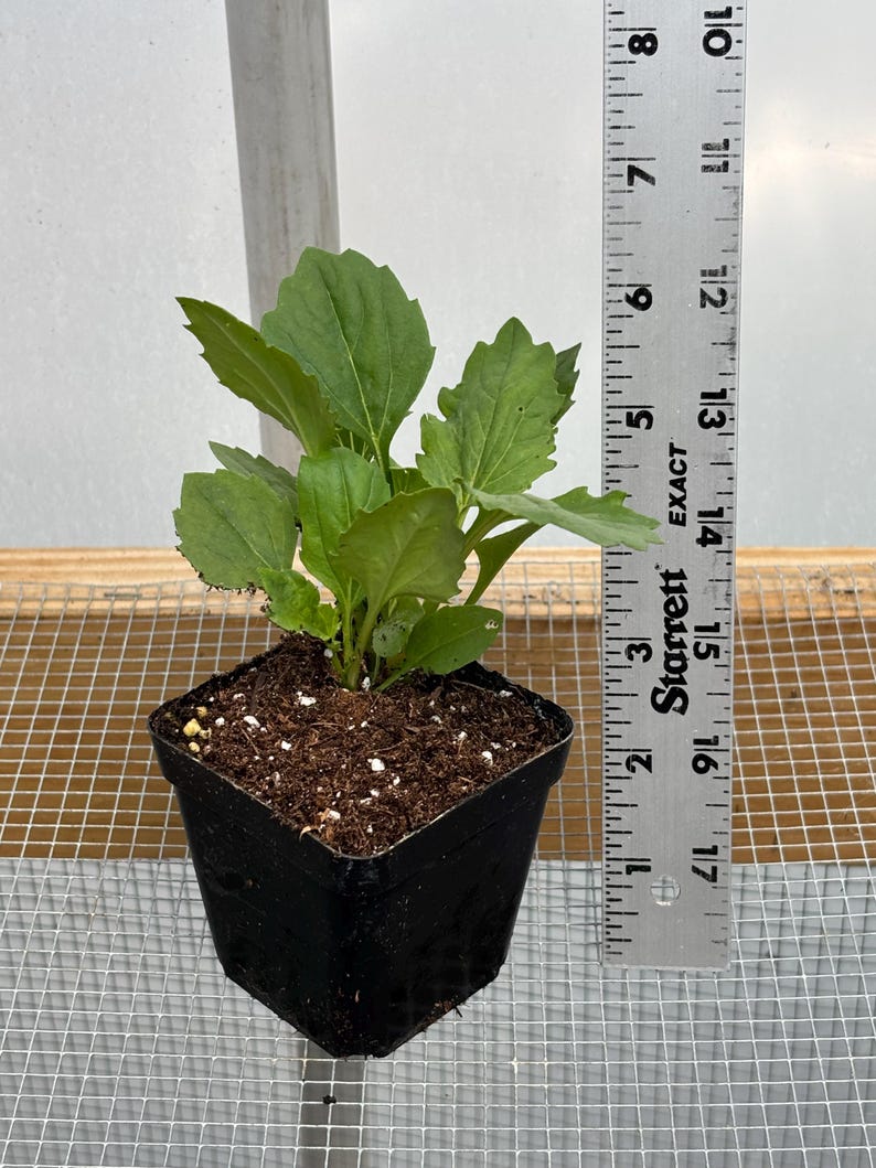 China Aster Live Plant Seedlings: USA Grown, Non-GMO Bild 2
