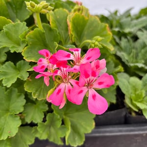 May include: Close-up of vibrant pink geranium flowers with dark pink spots, surrounded by lush green leaves. The flowers have five petals and are in full bloom, showcasing their delicate beauty. The image captures the freshness of the plant.