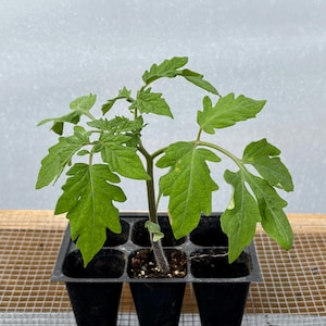 Tomato Live Plant - Seedlings/Plugs and Plants - 3"- 12" tall - 30-60+ days old, (ALL 3” seedlings require you to purchase 2 plants!)