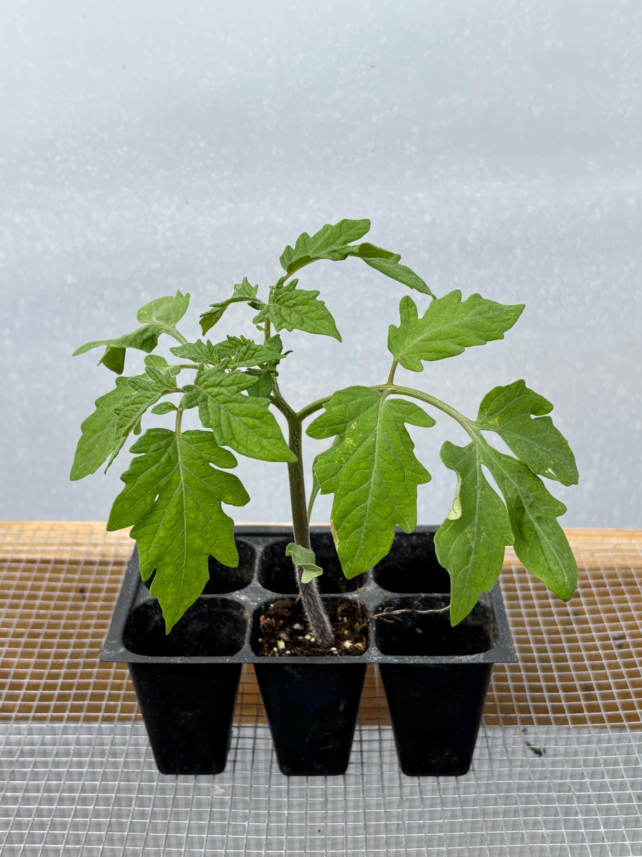 Tomato Live Plant - Seedlings/Plugs and Plants - 3"- 12" tall - 30-60+ days old, (ALL 3” seedlings require you to purchase 2 plants!)