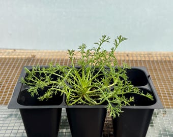 Plántulas vivas de manzanilla: alemana o romana, cultivadas en EE. UU.