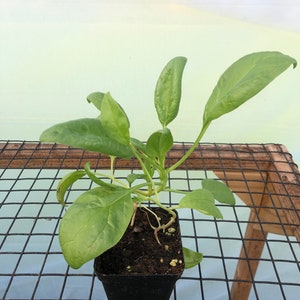 May include: A small spinach plant in a black square pot. The plant has several large, vibrant green leaves. The pot sits on a wire mesh surface, with a light green background.