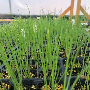 Puede incluir: Primer plano de una bandeja de pl&aacute;ntulas de cebolla verde que crecen en un invernadero. Las pl&aacute;ntulas est&aacute;n en celdas individuales y est&aacute;n rodeadas de tierra.