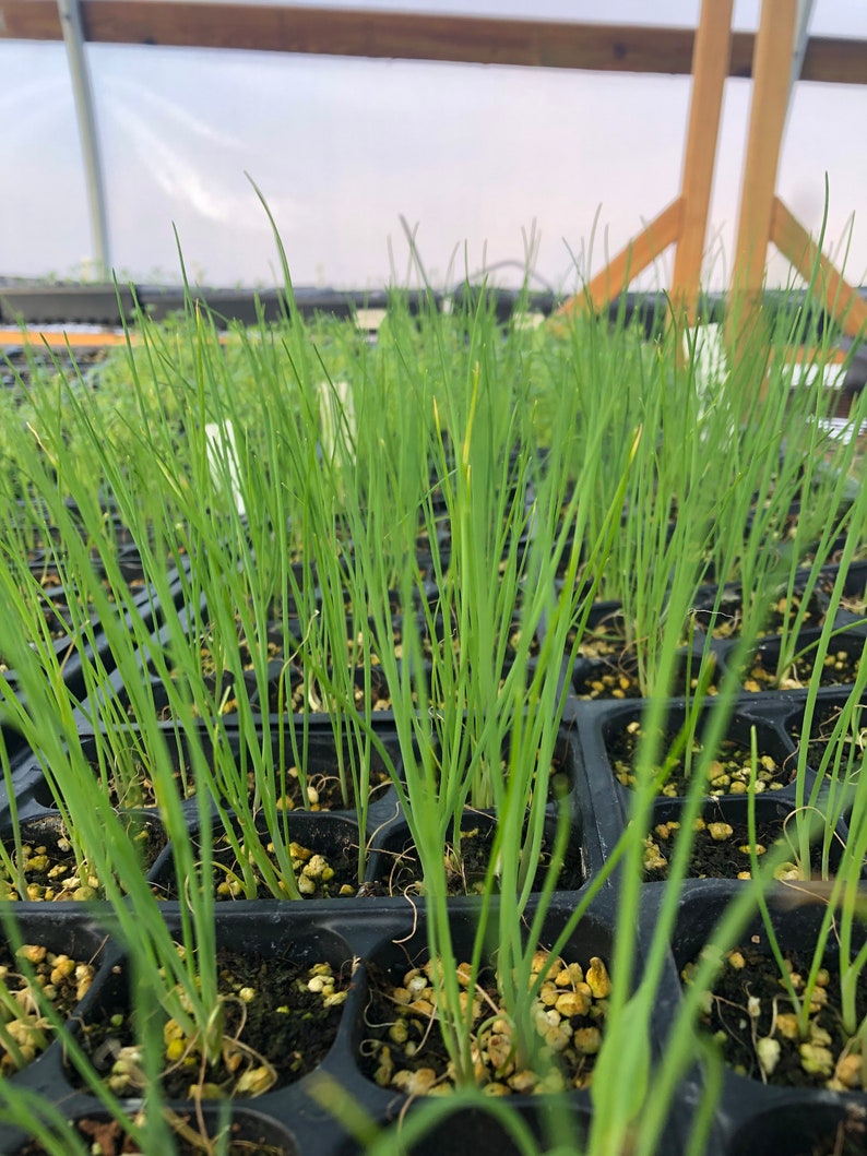 Puede incluir: Primer plano de una bandeja de pl&aacute;ntulas de cebolla verde que crecen en un invernadero. Las pl&aacute;ntulas est&aacute;n en celdas individuales y est&aacute;n rodeadas de tierra.