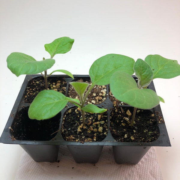 Eggplant Live Plants - Seedlings/Plugs- 3"- 6" tall - 30-50 days old, Ready to transplant, Non Gmo, USA Grown