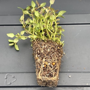 Thyme Live Plant - Seedlings/Plugs and Plants - 3"- 12" tall - 30-60+ days old, (ALL 3” seedlings require you to purchase 2 plants!)