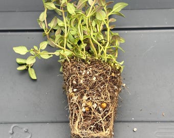 Thyme Live Plant - Seedlings/Plugs and Plants - 3"- 12" tall - 30-60+ days old, (ALL 3” seedlings require you to purchase 2 plants!)