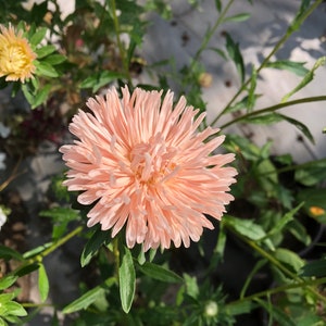 K&ouml;nnte beinhalten: Eine einzelne, hellrosa Aster-Blume mit einem flauschigen, geschichteten Zentrum bl&uuml;ht in einem Garten.