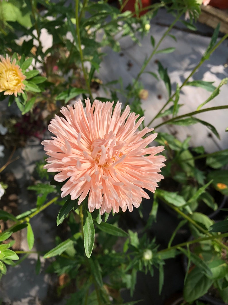 K&ouml;nnte beinhalten: Eine einzelne, hellrosa Aster-Blume mit einem flauschigen, geschichteten Zentrum bl&uuml;ht in einem Garten.
