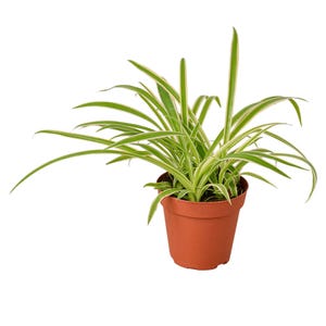 May include: A spider plant in a brown plastic pot. The plant has long, arching green leaves with white stripes along the edges. The pot is a simple, round shape, and the plant is centered in the frame against a white background.