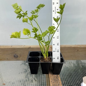 Celery Live Plant - Seedlings/Plugs and Plants - 3"- 12" tall - 30-60+ days old, (ALL 3” seedlings require you to purchase 2 plants!) 5"- 8"