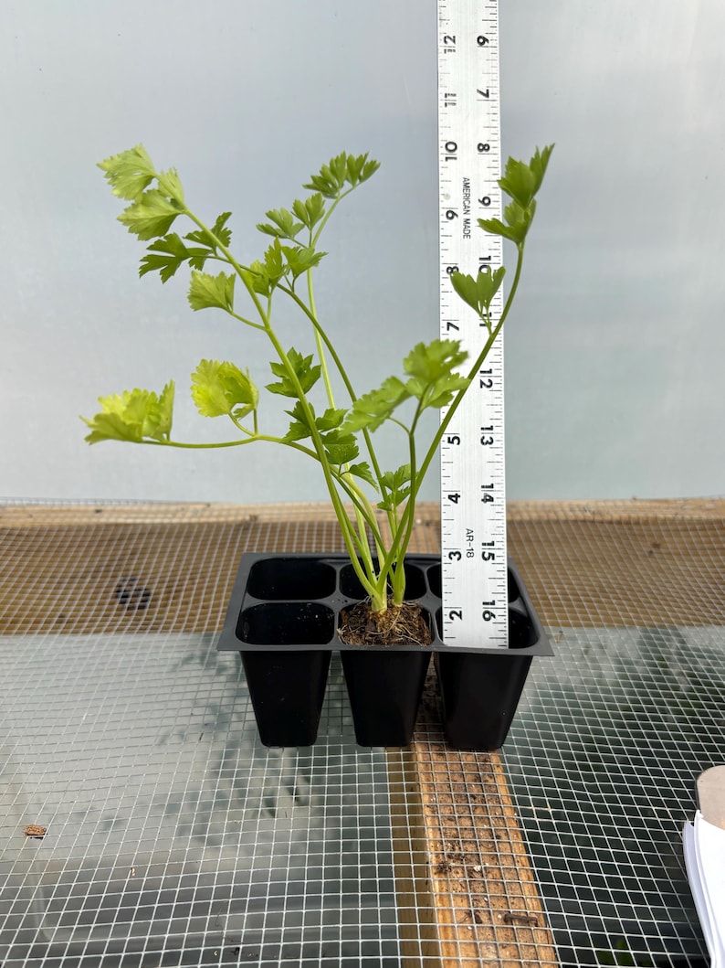 Celery Live Plant - Seedlings/Plugs and Plants - 3"- 12" tall - 30-60+ days old, (ALL 3” seedlings require you to purchase 2 plants!) 5"- 8"