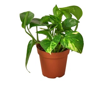 Golden Pothos Plant, Epipremnum Aureum, Devil's Ivy