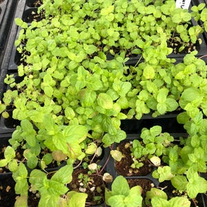 May include: A close-up view of a tray of small green mint plants. The plants are growing in individual cells and have a label that reads "Mint 5/6/20".