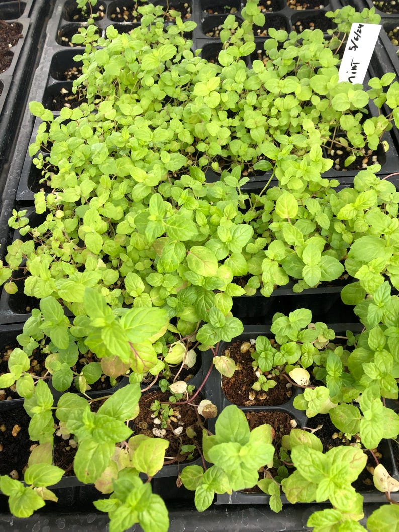 May include: A close-up view of a tray of small green mint plants. The plants are growing in individual cells and have a label that reads "Mint 5/6/20".