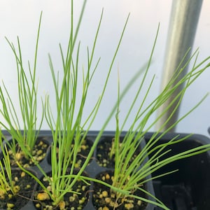 Puede incluir: Primer plano de una bandeja de pl&aacute;stico negra con m&uacute;ltiples macetas peque&ntilde;as que contienen pl&aacute;ntulas de cebolla verde.