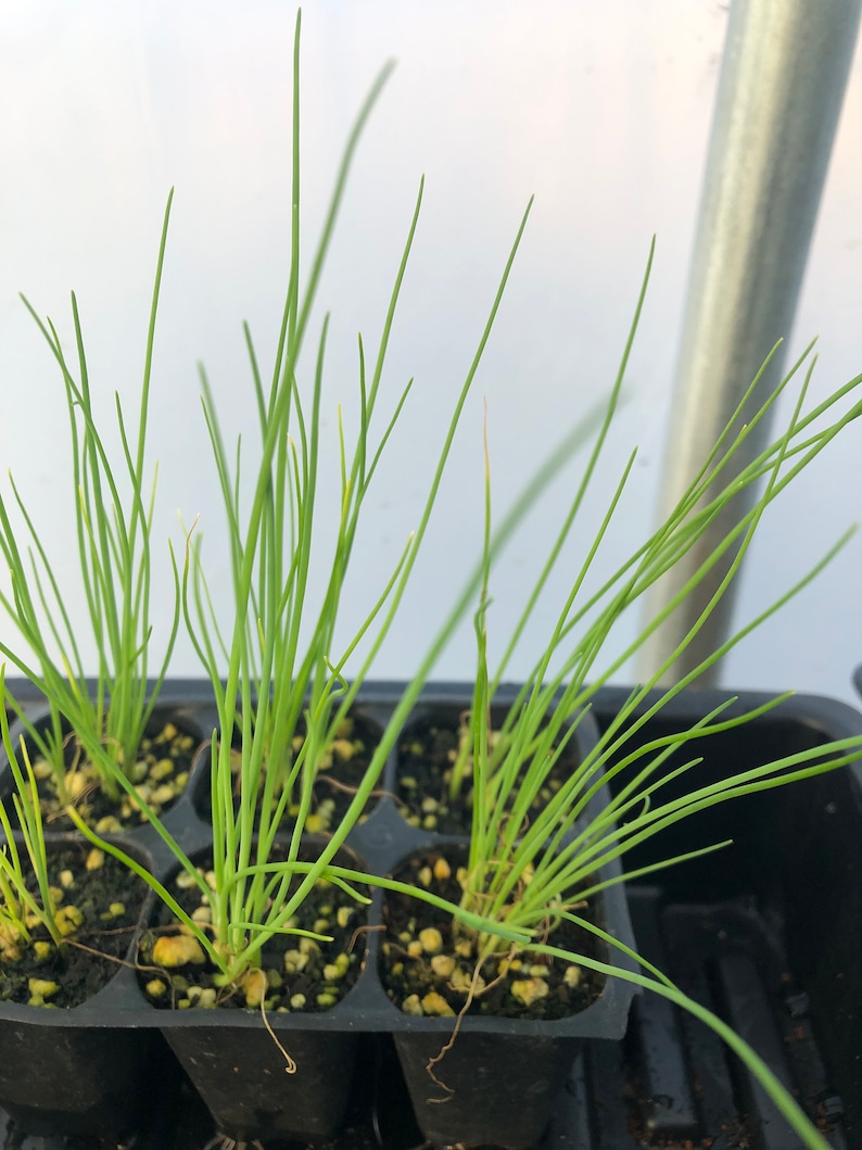 Puede incluir: Primer plano de una bandeja de pl&aacute;stico negra con m&uacute;ltiples macetas peque&ntilde;as que contienen pl&aacute;ntulas de cebolla verde.