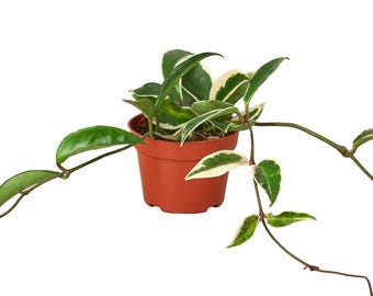 Hoya Carnosa Tricolor • Variegated Wax Plant • Pink Cream Green • 6" Hanging Basket