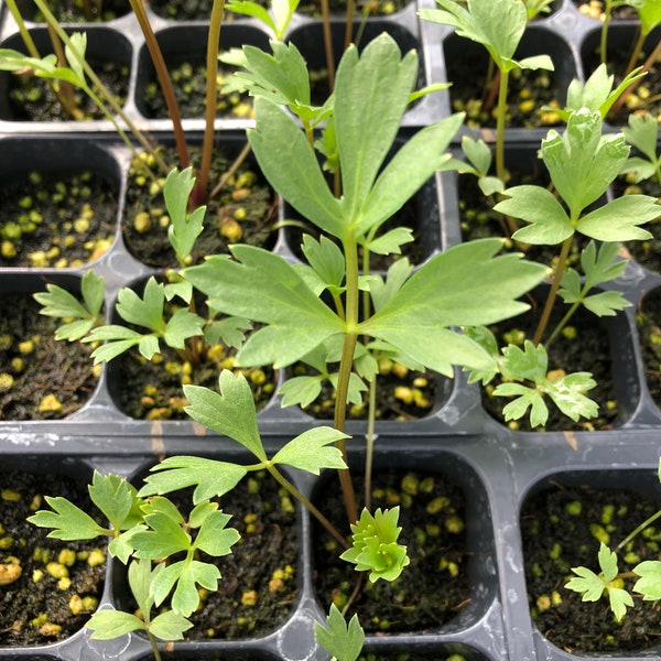 Lovage Live Plants - Seedlings/Plugs- 3"- 5" tall - 30-50 days old, Ready to transplant, Non Gmo, USA Grown