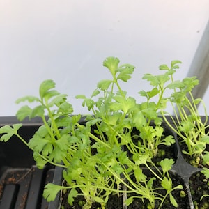 May include: Close-up of a tray of young green cilantro plants growing in individual cells. The plants are in various stages of growth, with some having multiple leaves and others just starting to sprout.